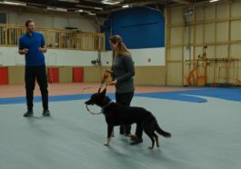 Tierische Sprachkommandos: Wie man Haustiere richtig trainiert